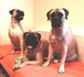 /album/fotogalerie/gini-bibi-eli-31-1-2019-upraveno-pro-www-jpg/